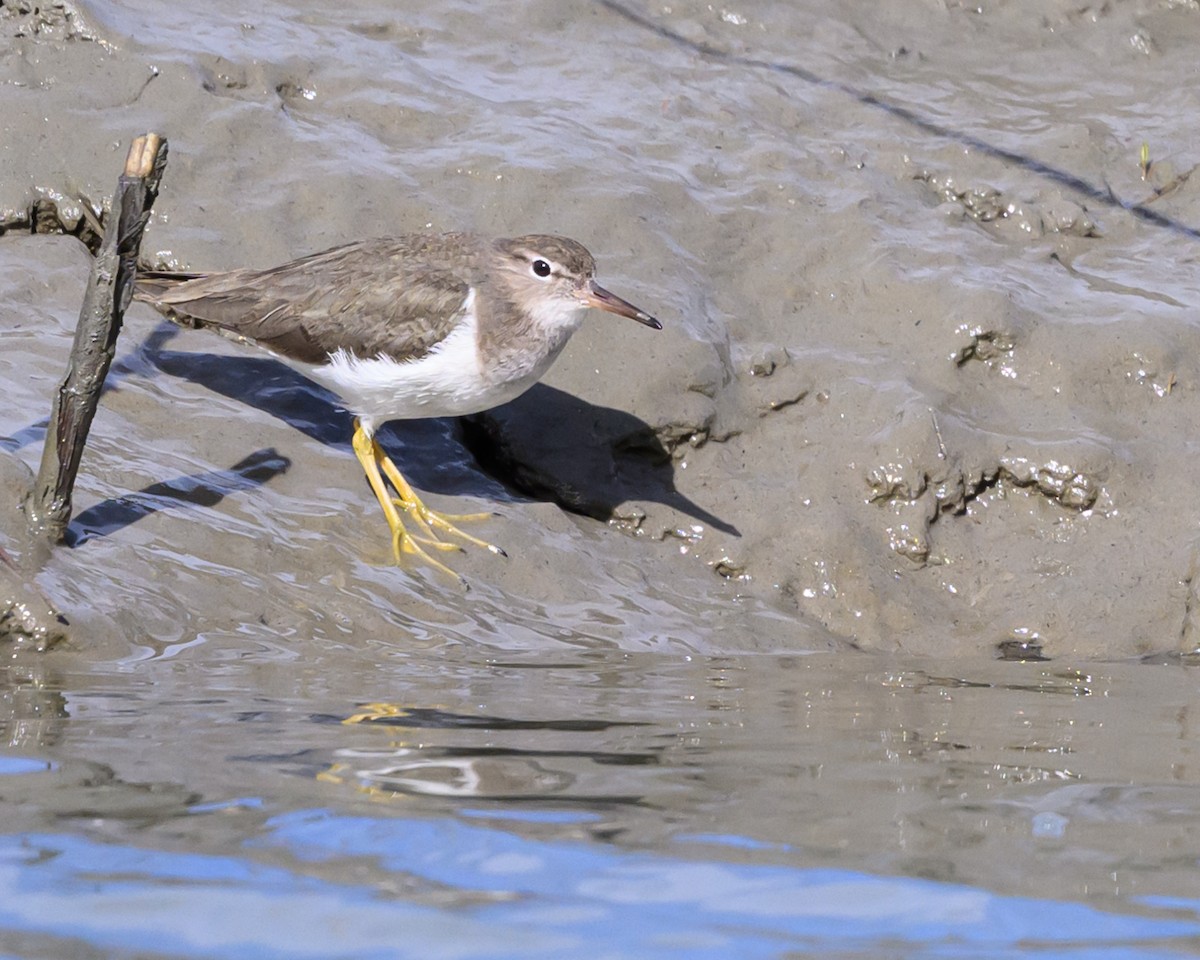 Spotted Sandpiper - ML613605706