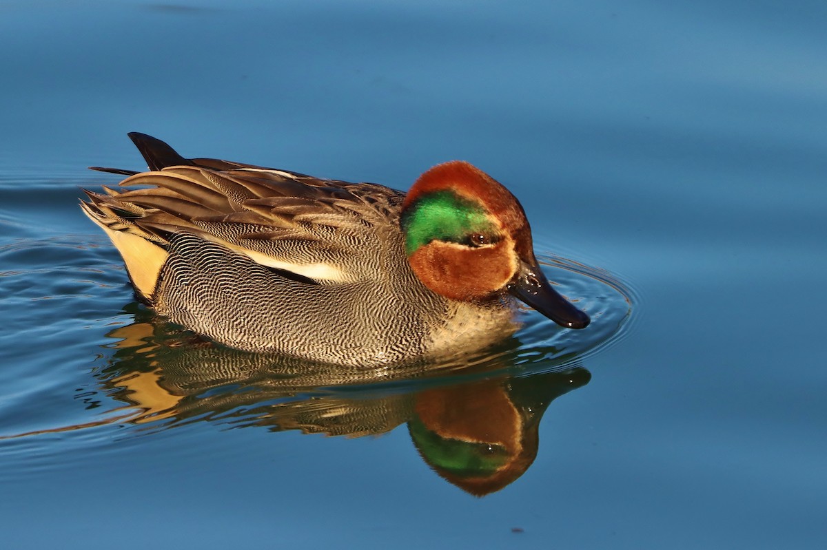 Green-winged Teal - ML613605772