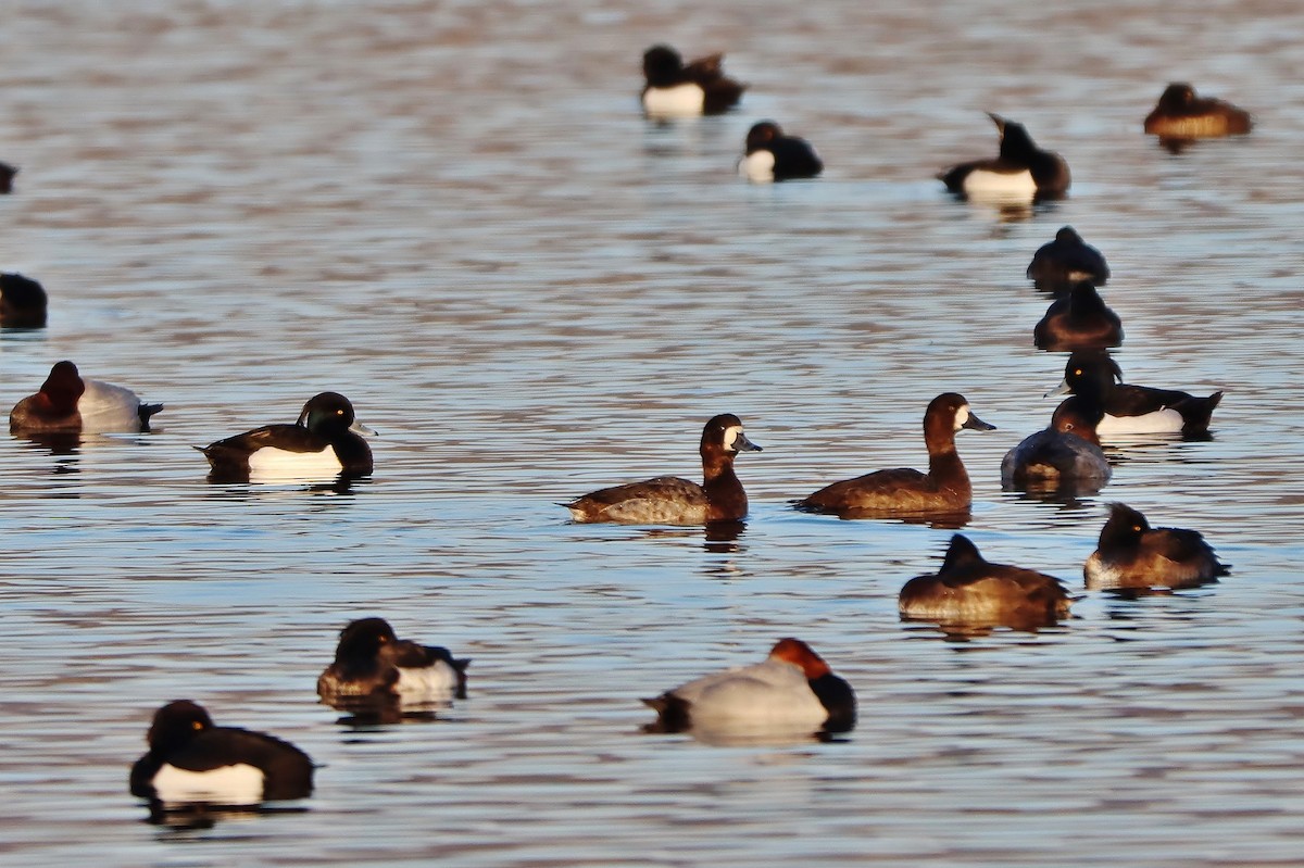 Greater Scaup - ML613605836