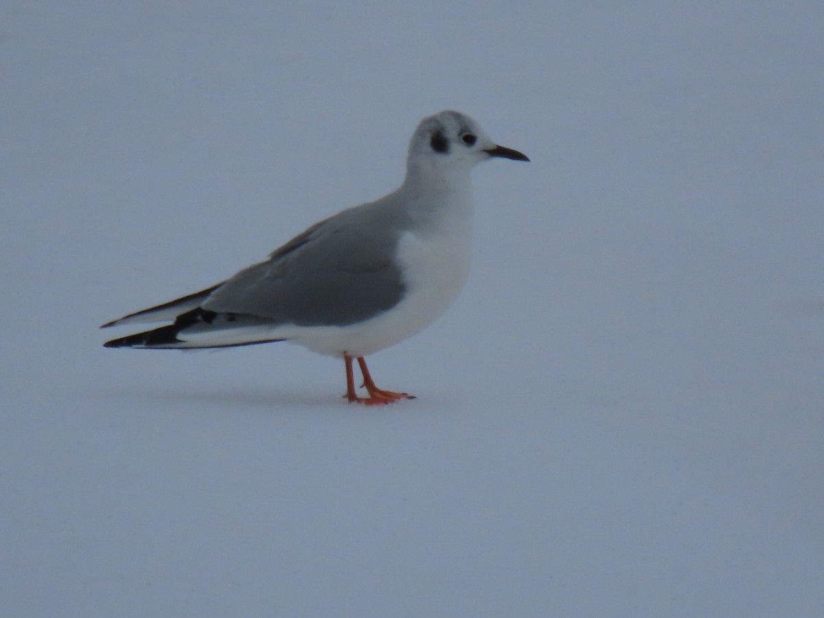Bonaparte's Gull - ML613605842