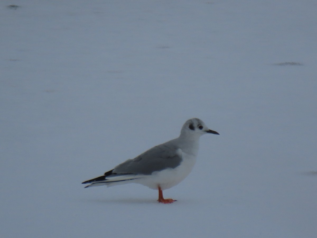 Bonaparte's Gull - ML613605843