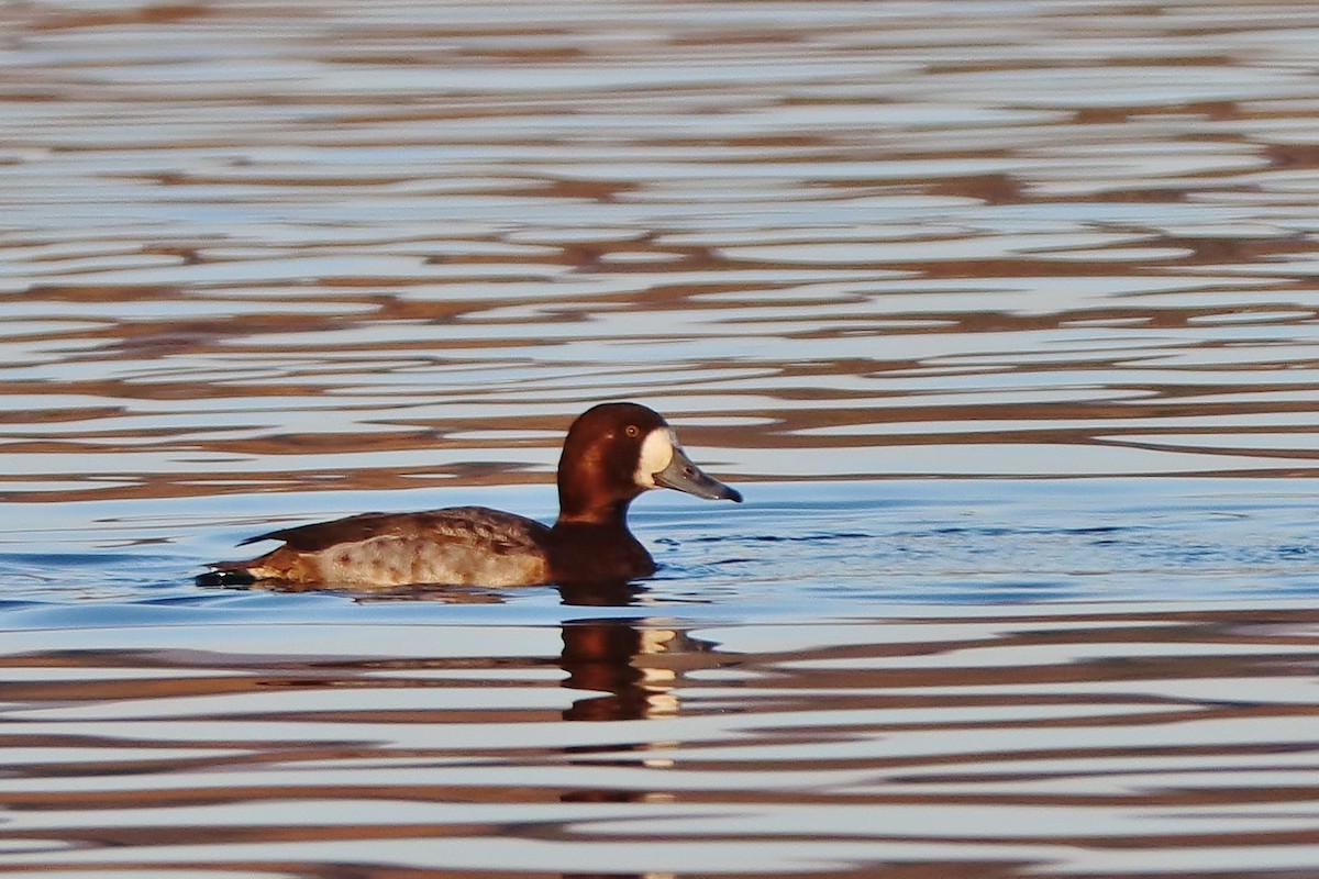 Greater Scaup - ML613605845