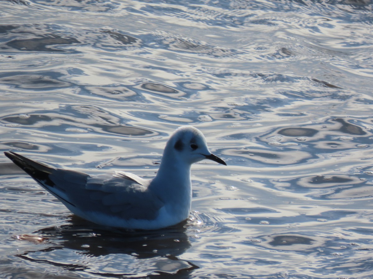 Mouette de Bonaparte - ML613605877