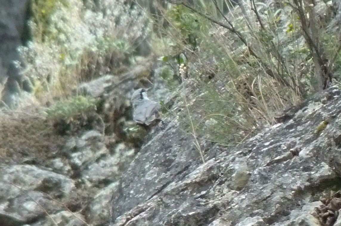 Western Rock Nuthatch - ML613605888