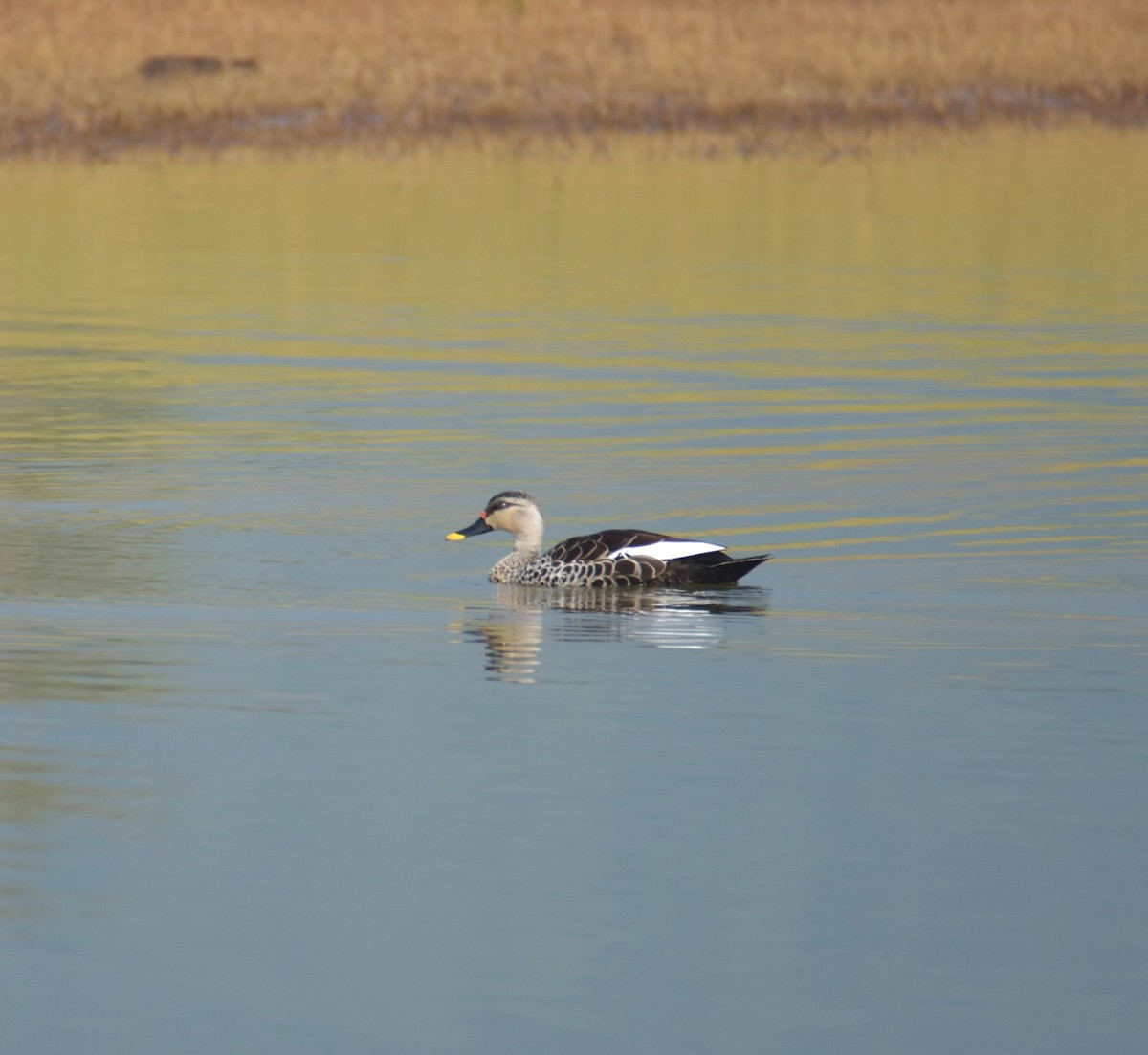 Canard à bec tacheté - ML613605907