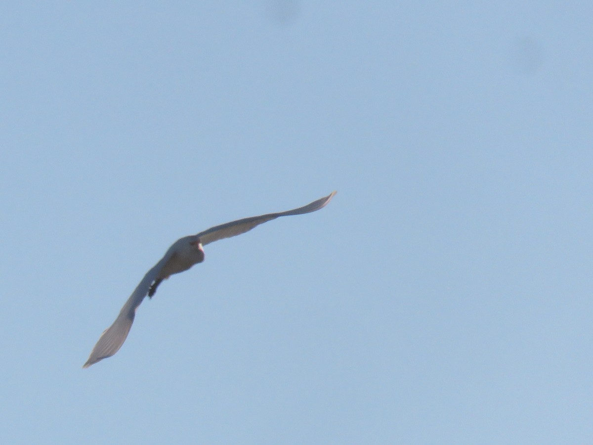 Чапля єгипетська (підвид ibis) - ML613605946