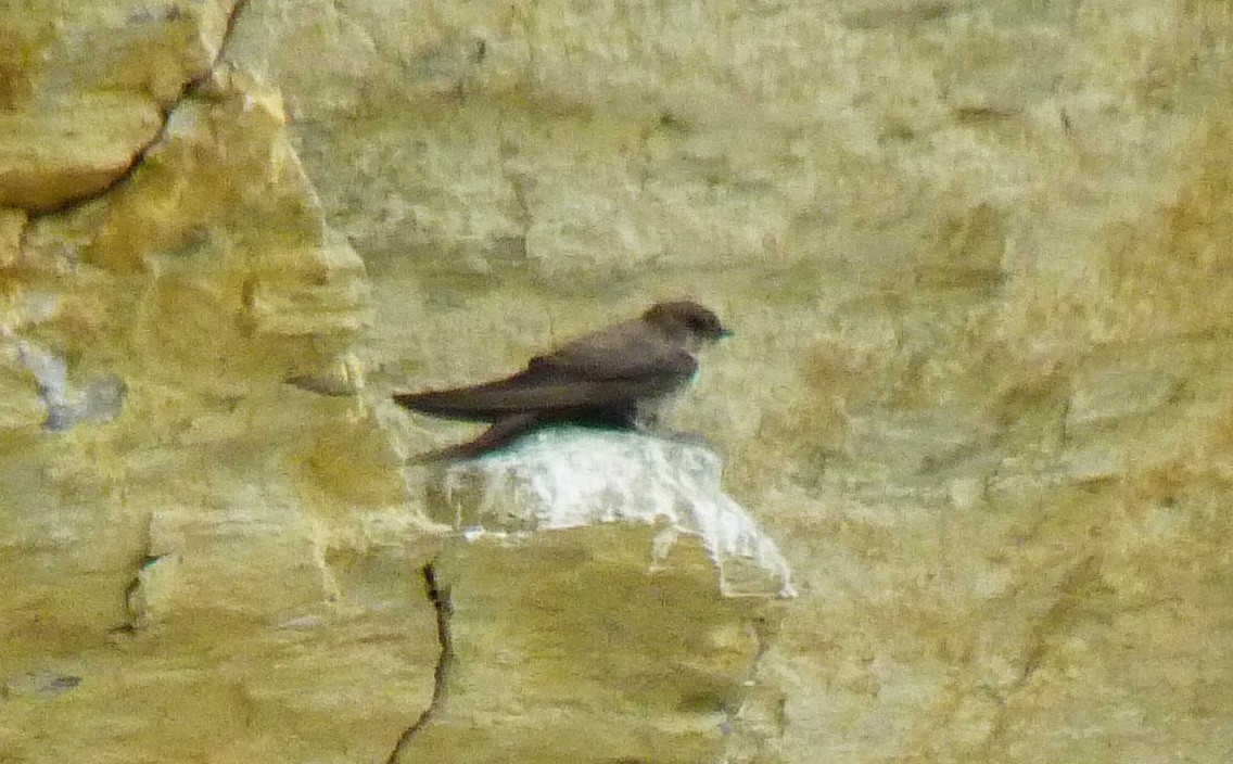 Eurasian Crag-Martin - ML613606129