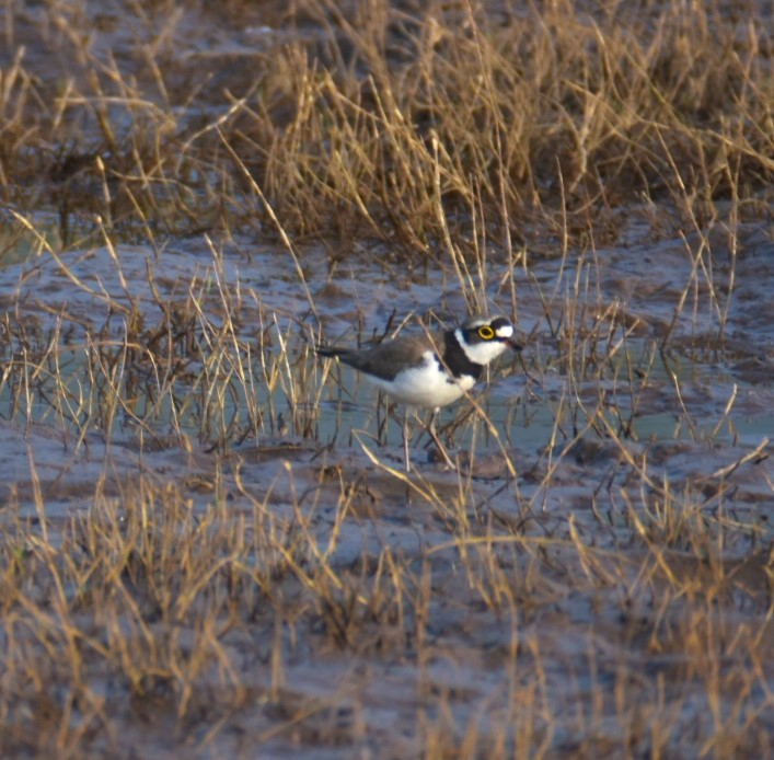 Little Ringed Plover - Lathika Anoth