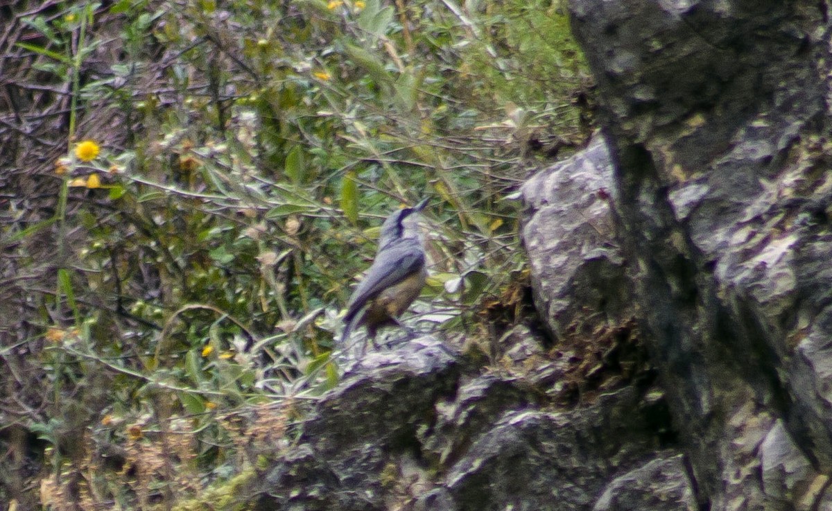 Western Rock Nuthatch - ML613606166