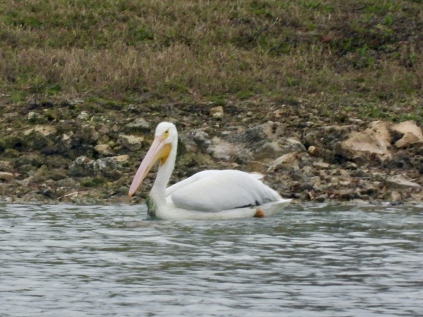 American White Pelican - ML613606202