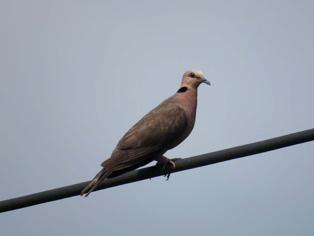 Red-eyed Dove - ML613606280