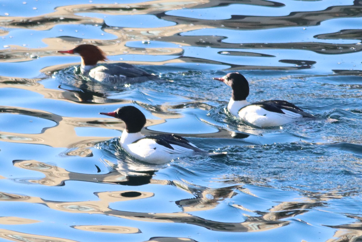 Common Merganser - Dani Galvez