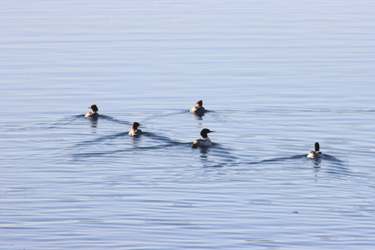 Common Merganser - ML613606282