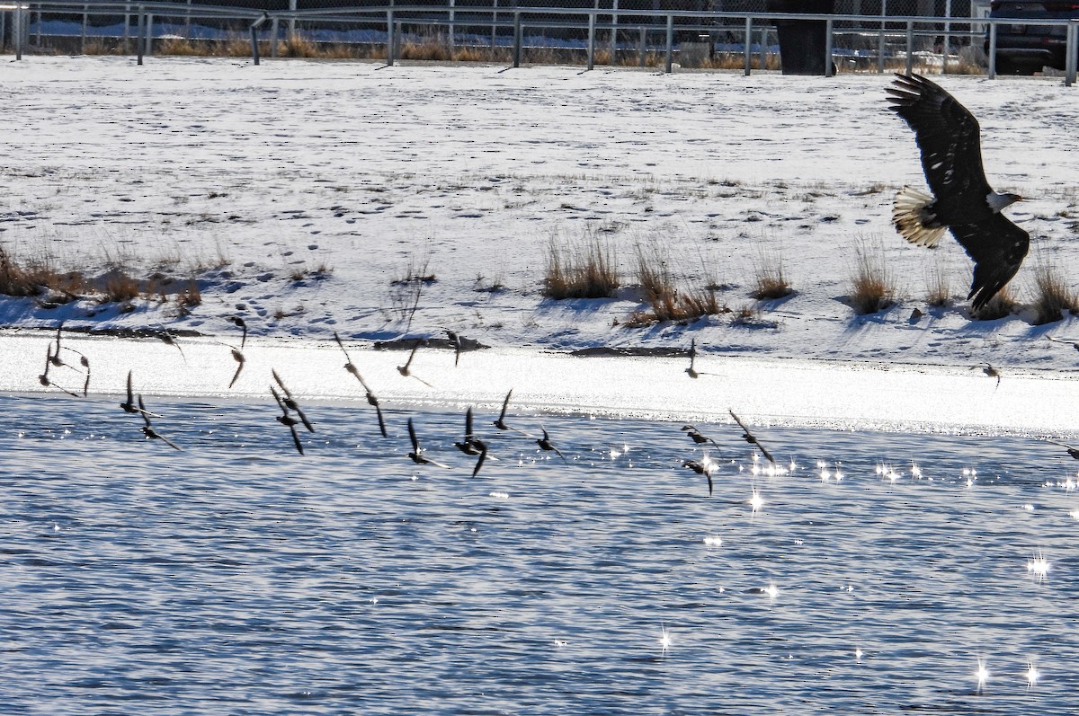 Bald Eagle - ML613606328