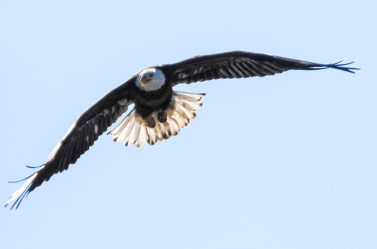 Bald Eagle - Tamara Aho