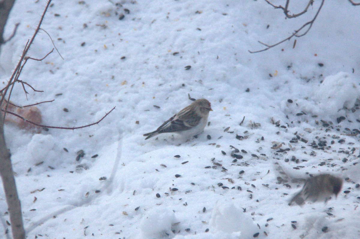 Hoary Redpoll - ML613606382