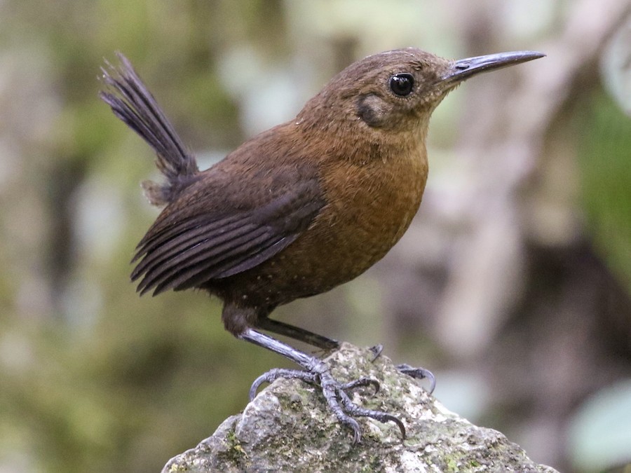 Sumichrast's Wren - eBird