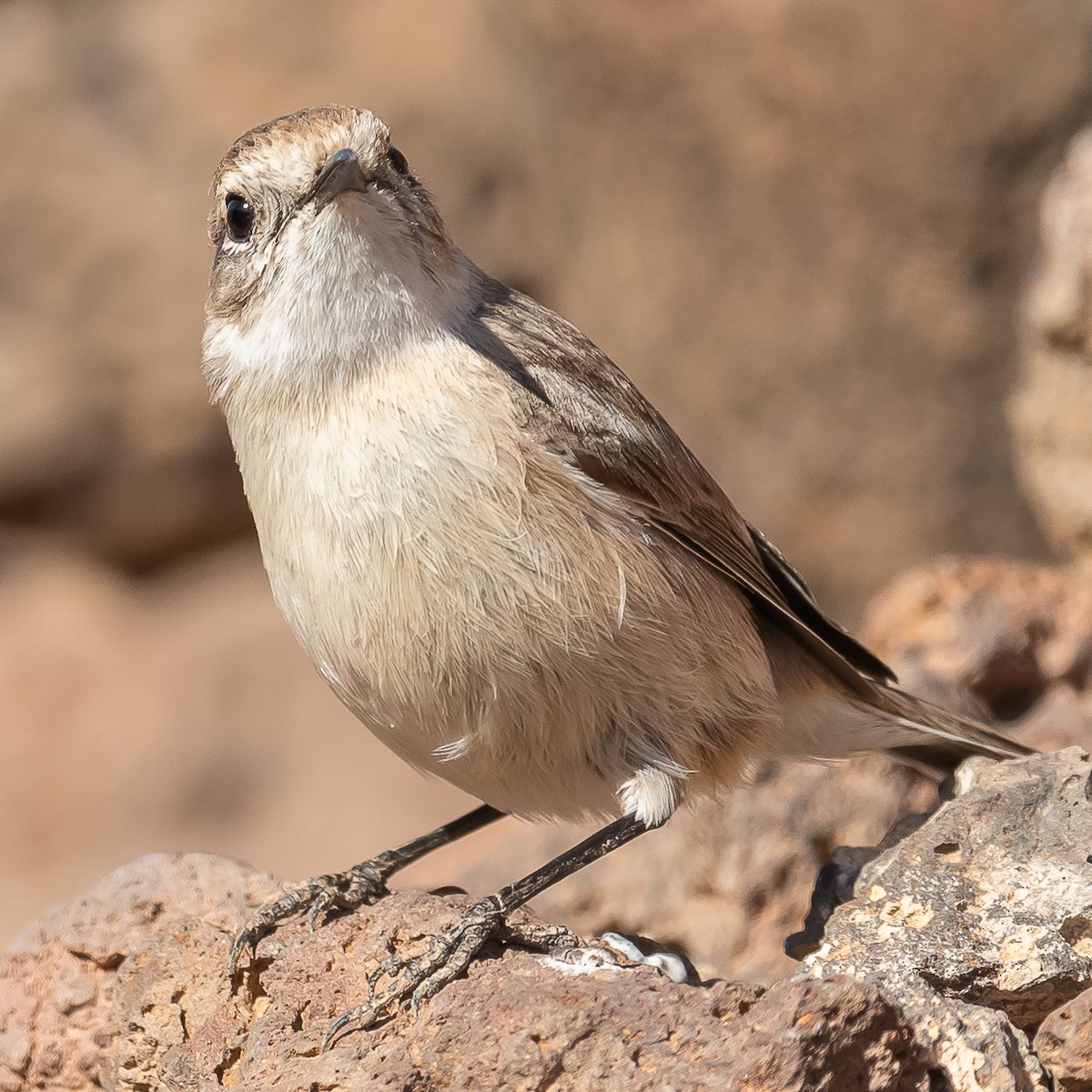 Fuerteventura Stonechat - Jean-Louis  Carlo