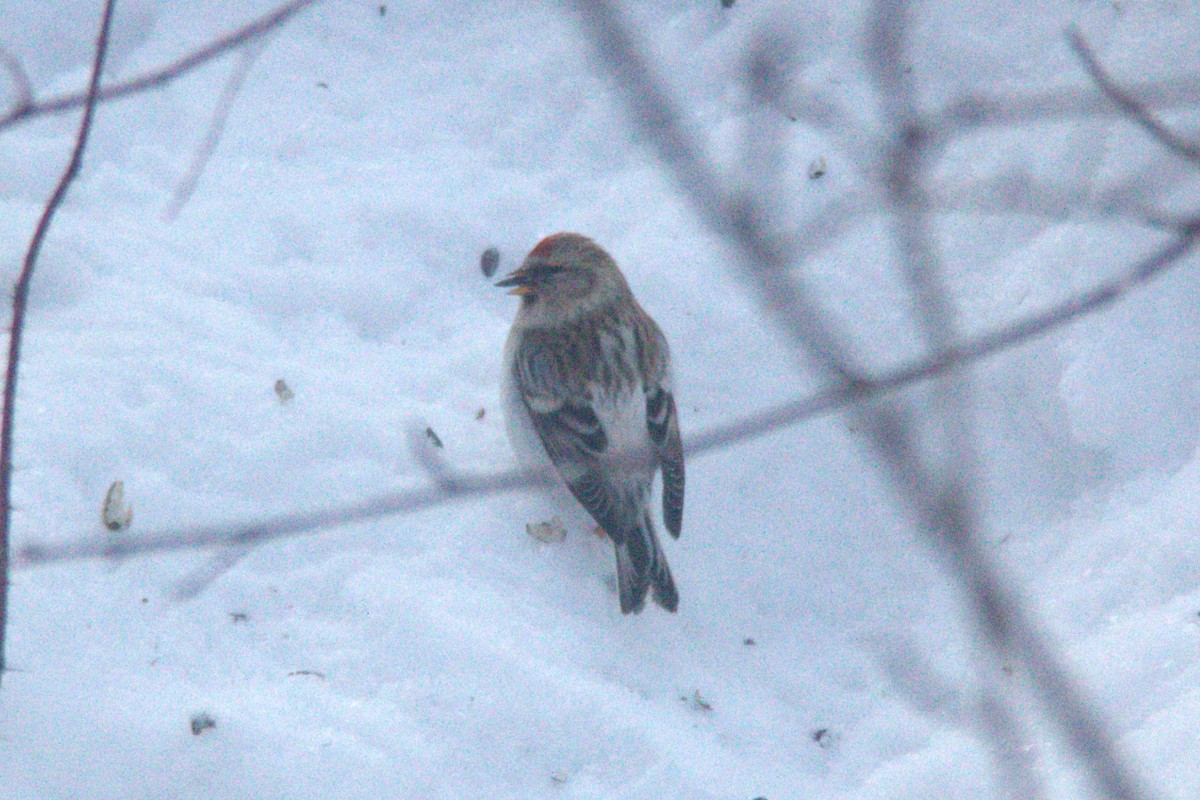 Redpoll (Hoary) - ML613606409