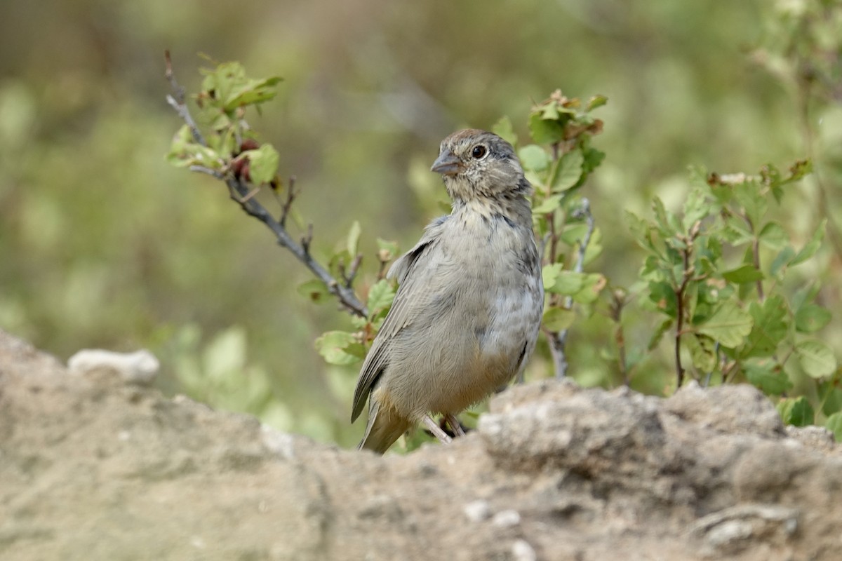 Canyon Towhee - ML613606412