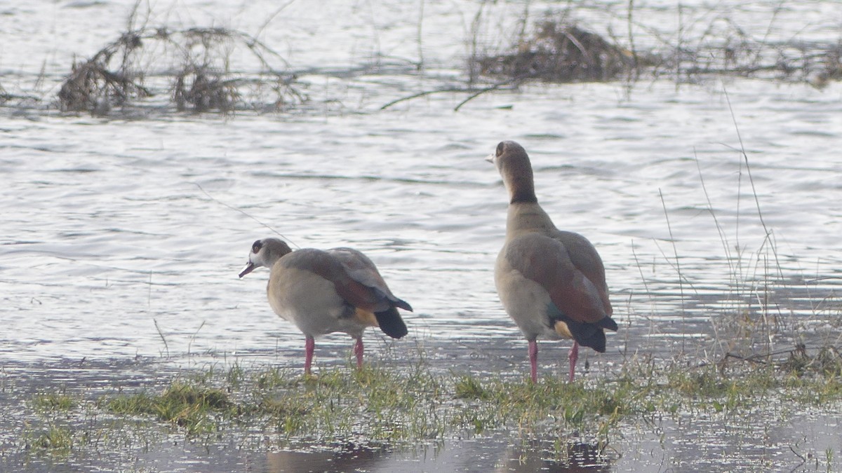 Egyptian Goose - ML613606415