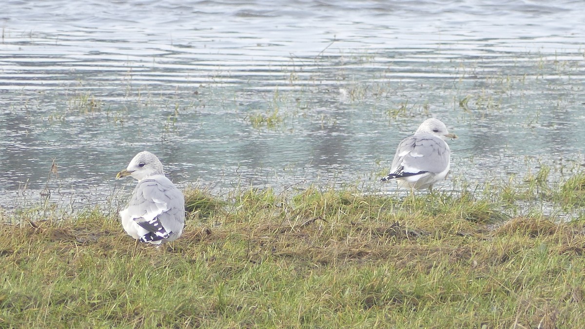 Common Gull - ML613606420