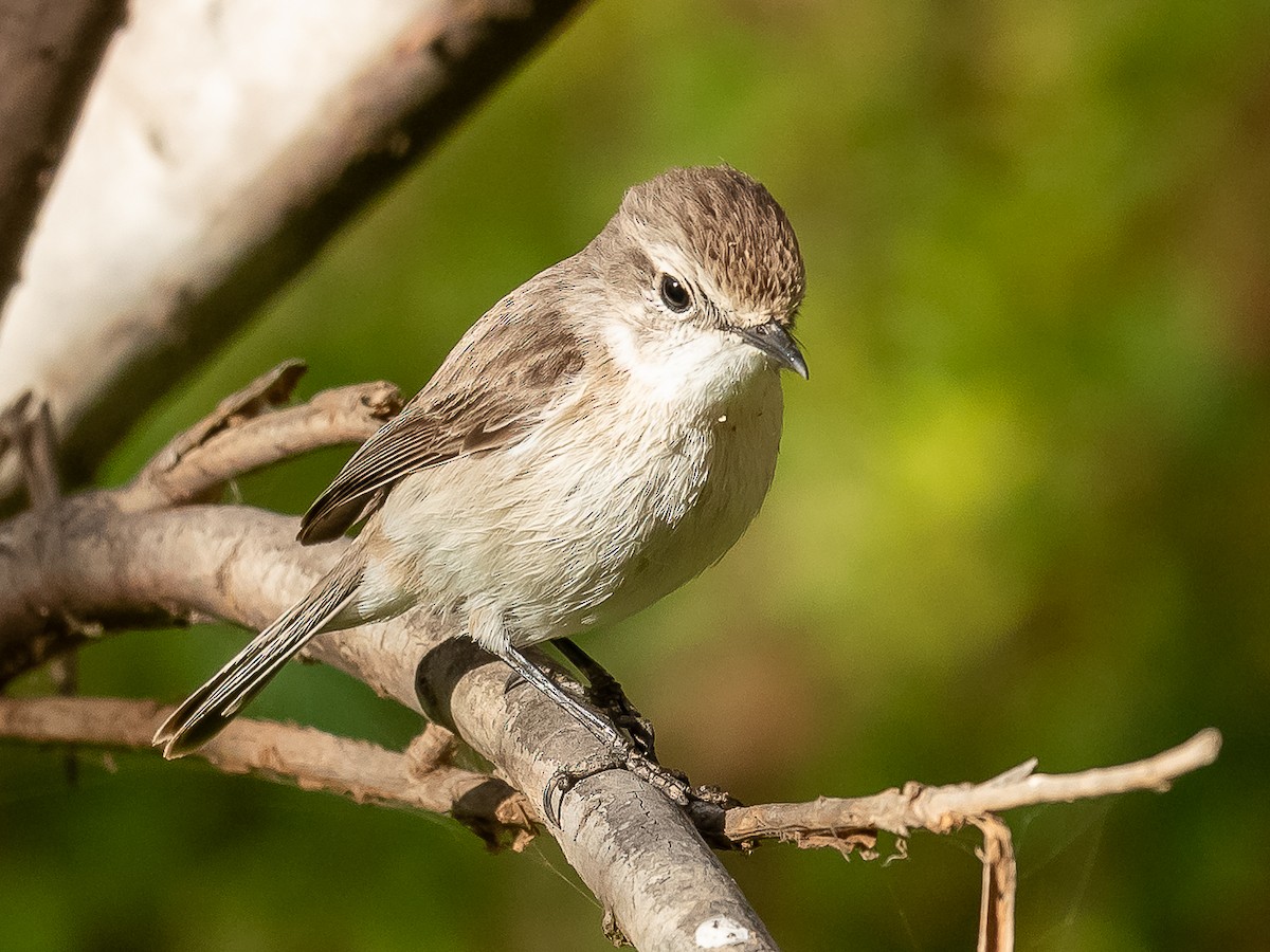 Fuerteventura Stonechat - Jean-Louis  Carlo