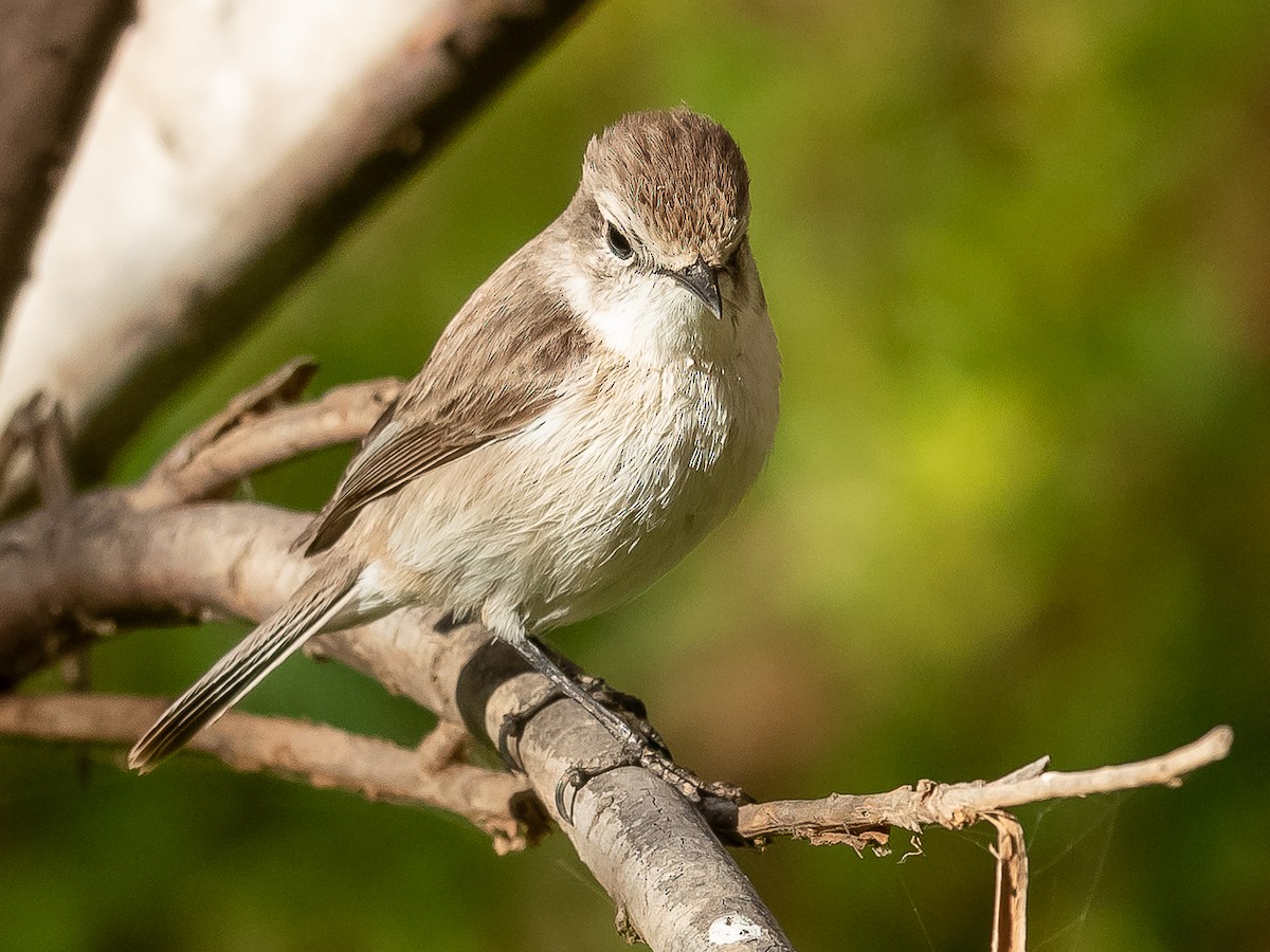 Fuerteventura Stonechat - ML613606422