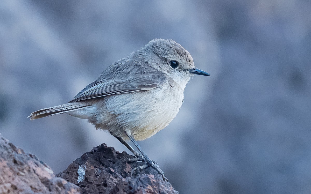 Fuerteventura Stonechat - ML613606423