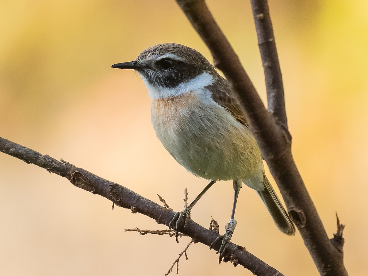 Fuerteventura Stonechat - ML613606424