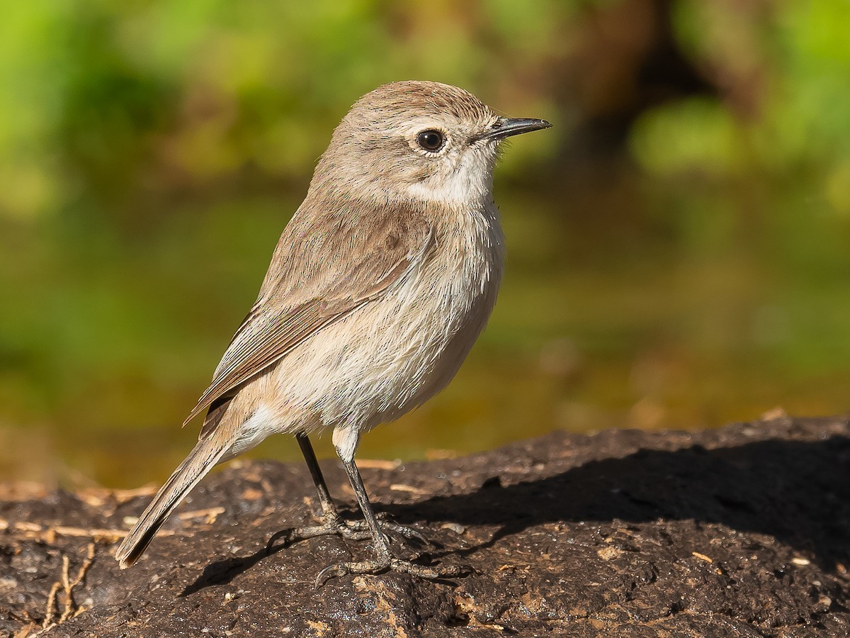 Fuerteventura Stonechat - Jean-Louis  Carlo