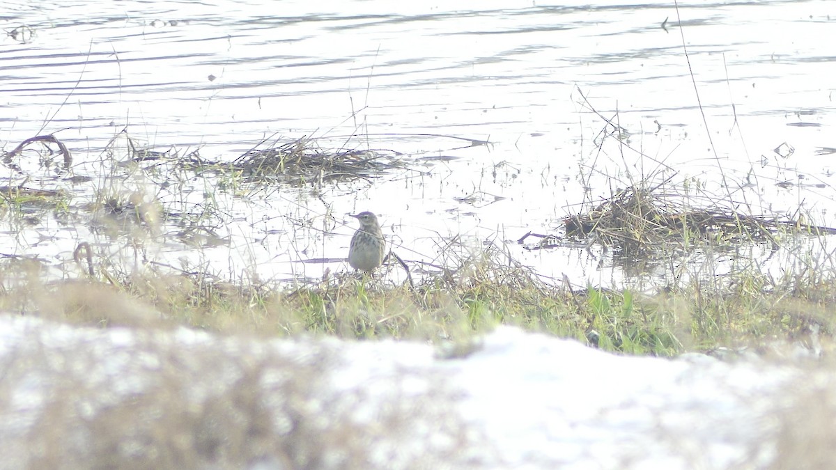 Water Pipit - ML613606440