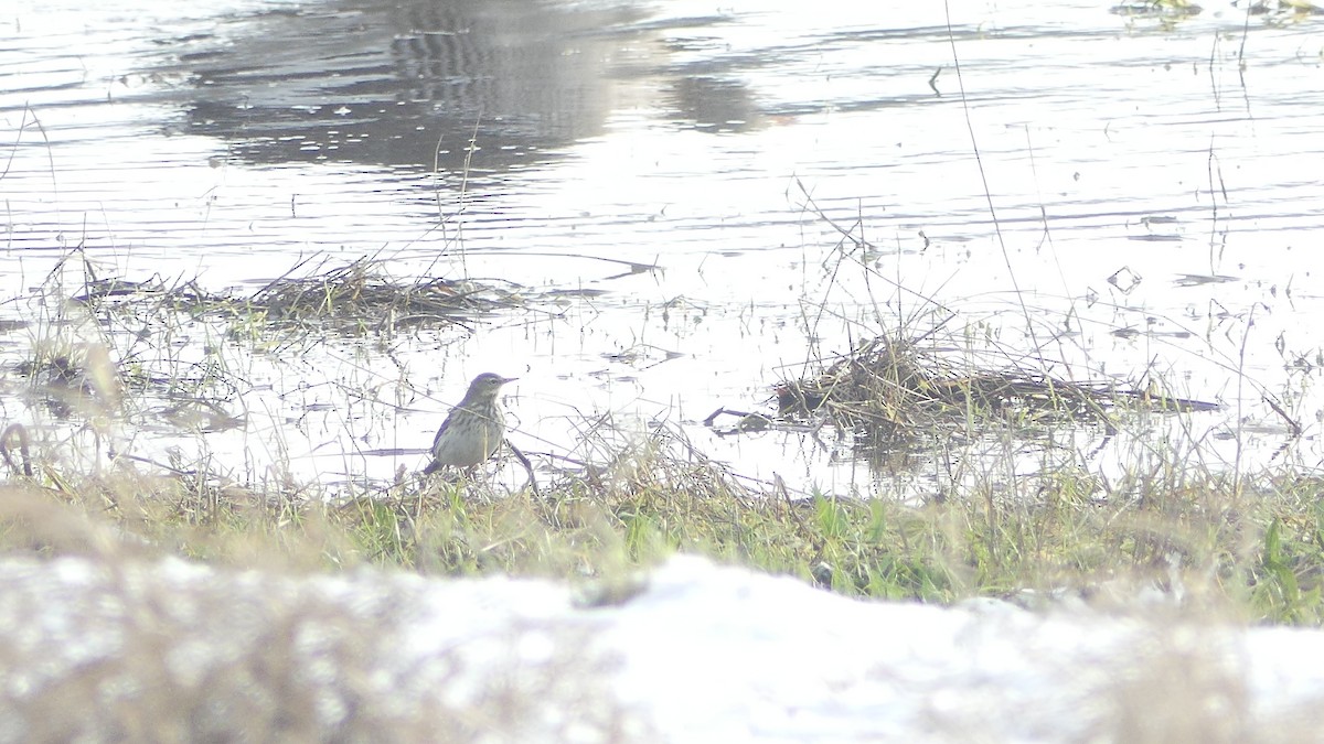 Water Pipit - ML613606441