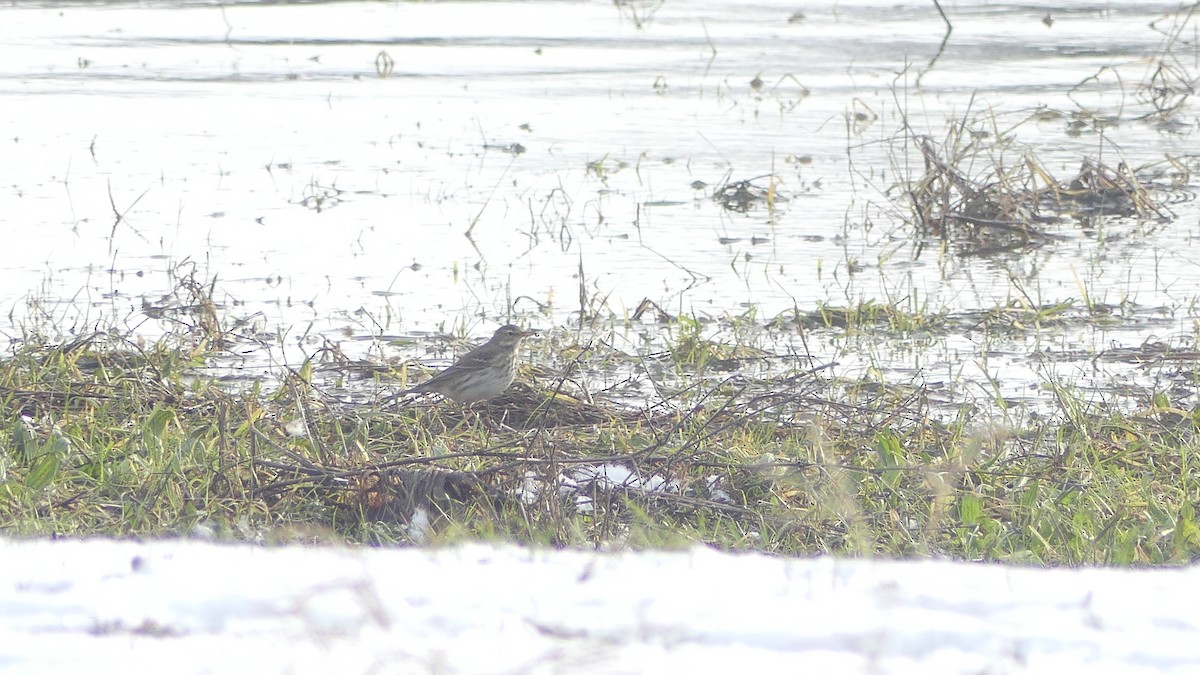 Water Pipit - ML613606442