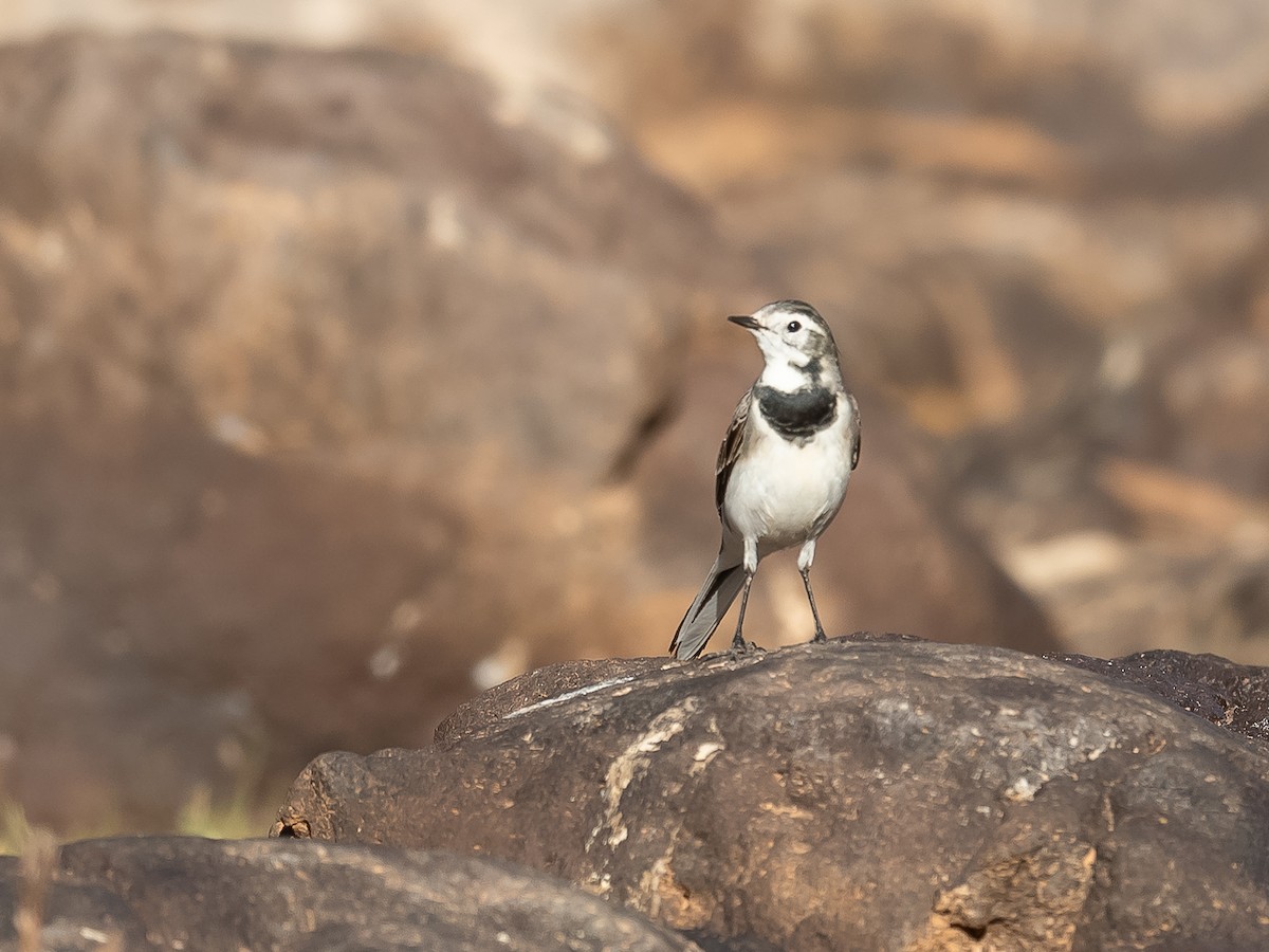 White Wagtail - Jean-Louis  Carlo