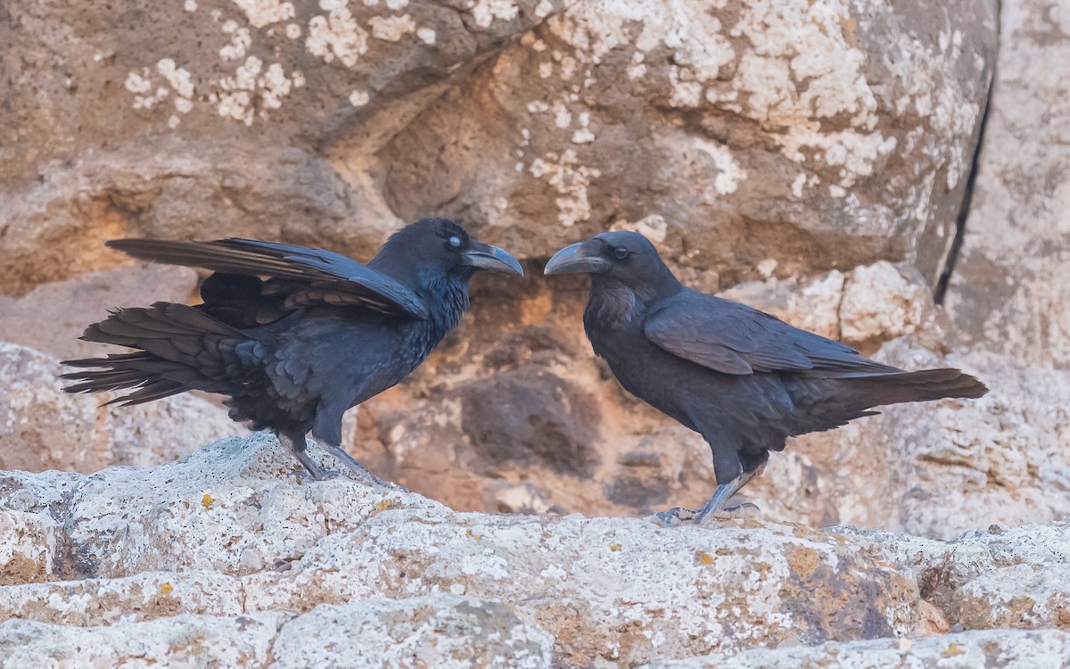 Common Raven - ML613606462