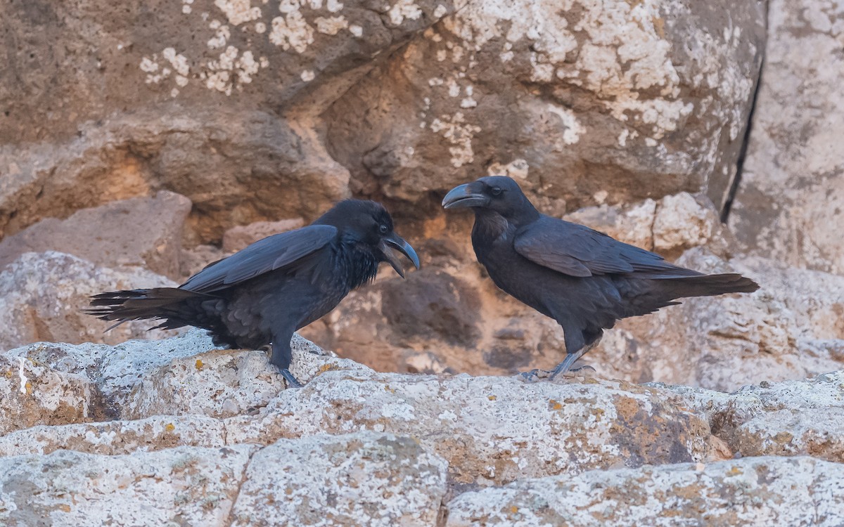 Common Raven - ML613606464