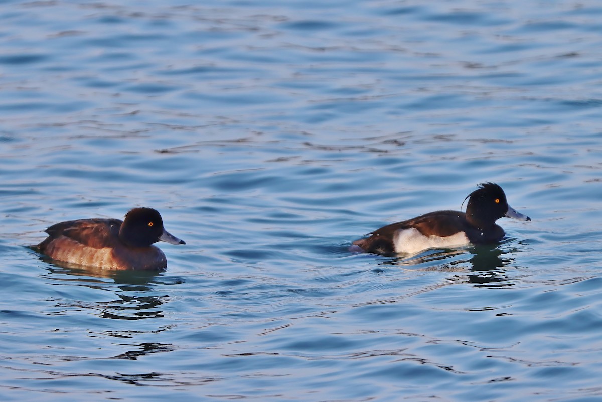 Tufted Duck - ML613606467