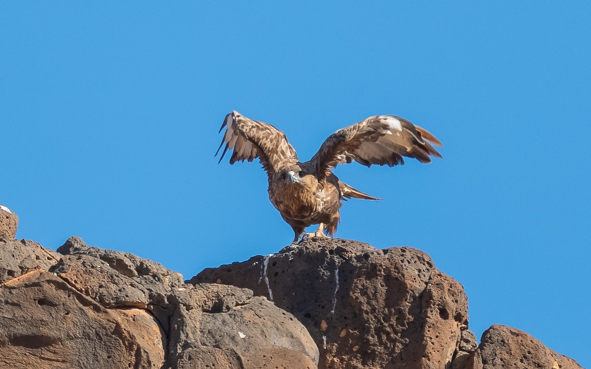 Common Buzzard (Canary Is.) - Jean-Louis  Carlo