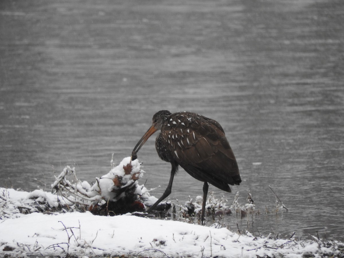 Limpkin - Scott Brookens