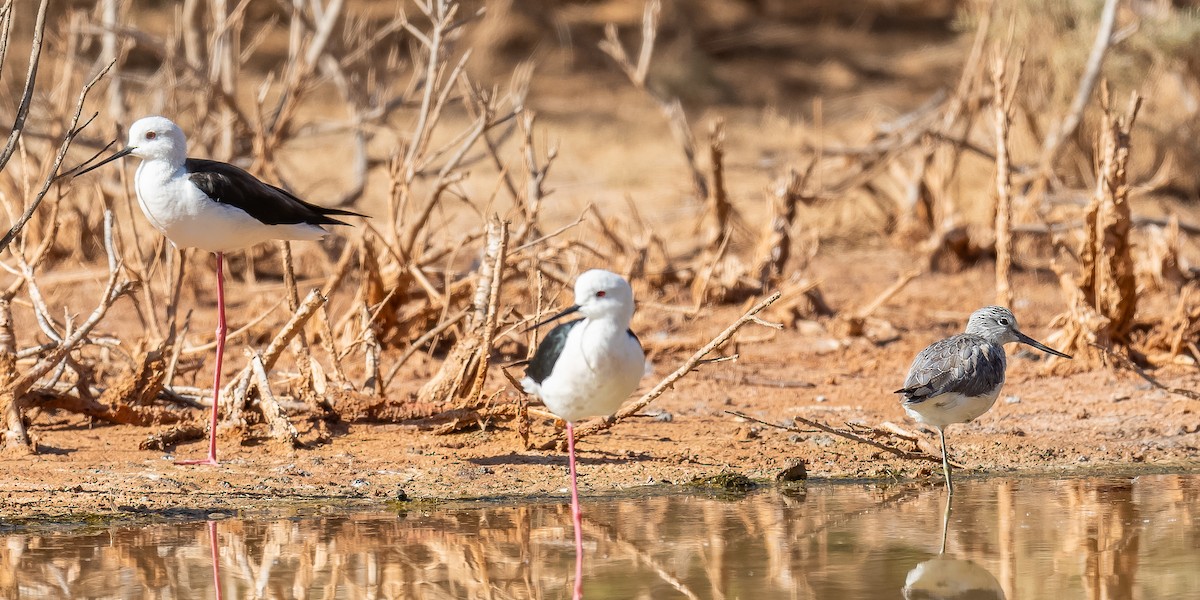 Common Greenshank - ML613606502