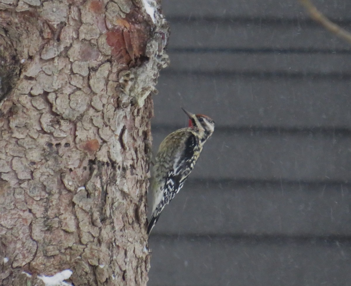 Yellow-bellied Sapsucker - ML613606510