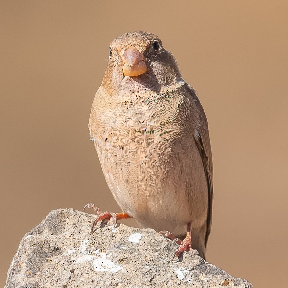 Trumpeter Finch - Jean-Louis  Carlo