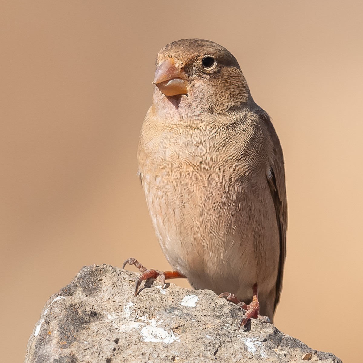 Trumpeter Finch - Jean-Louis  Carlo