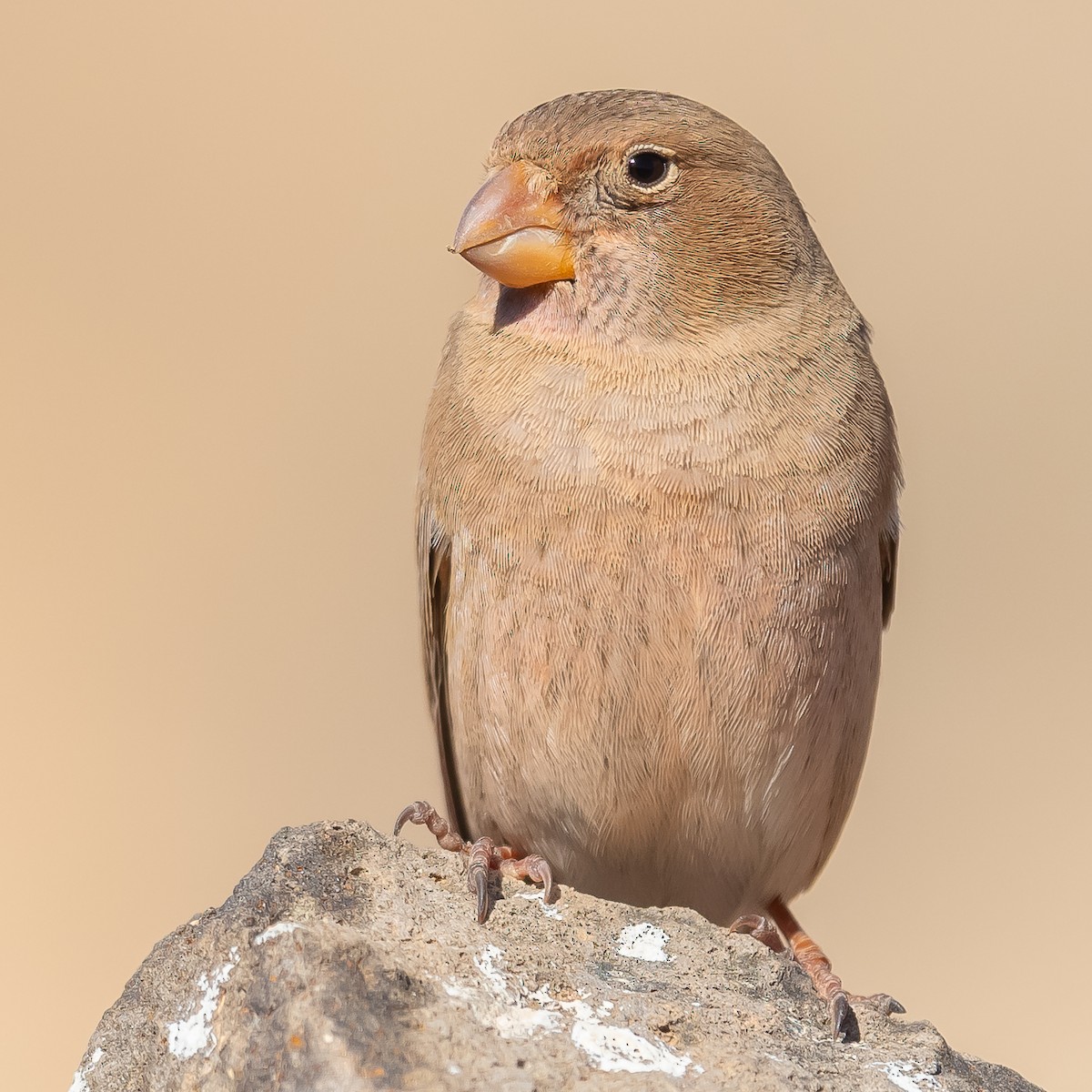 Trumpeter Finch - Jean-Louis  Carlo