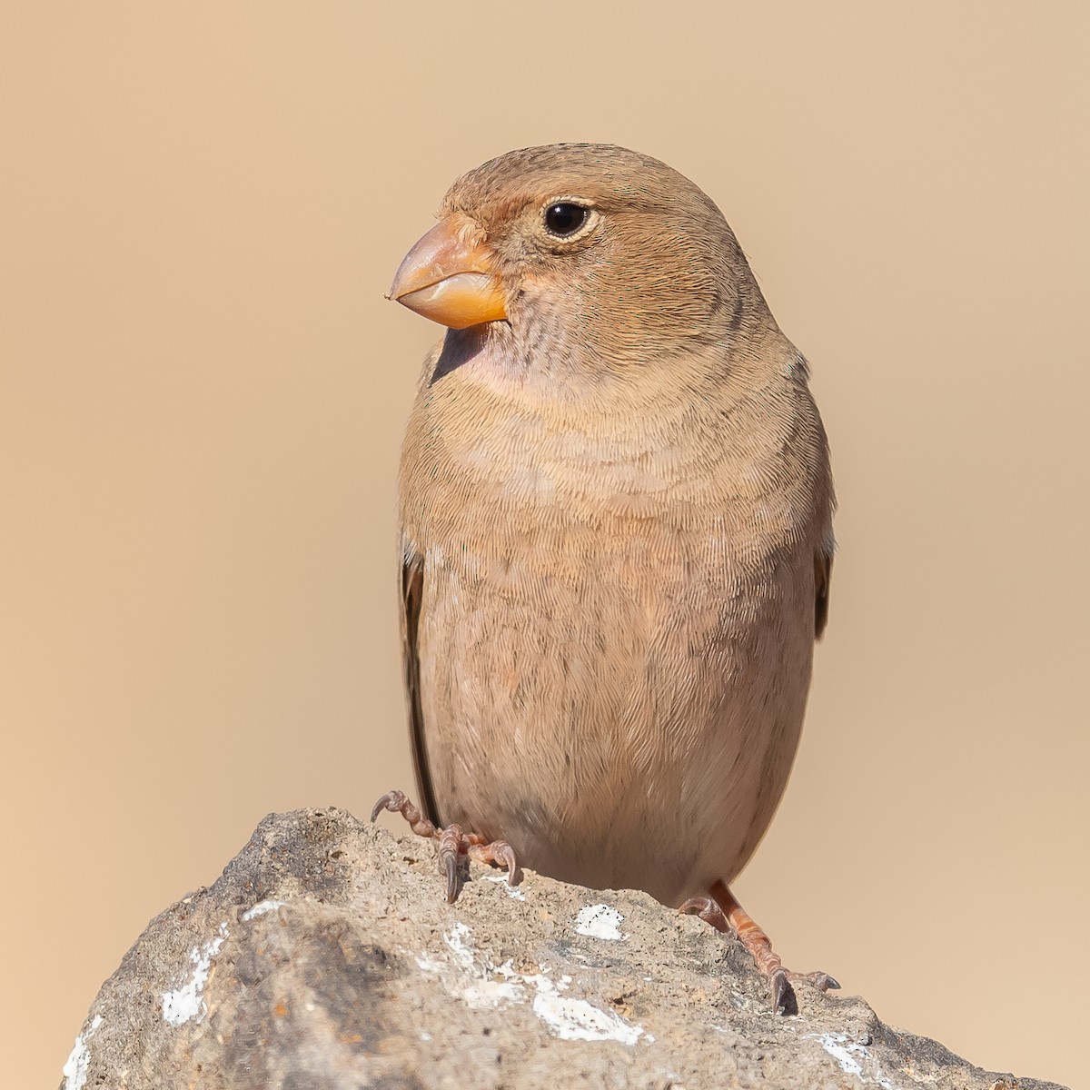 Trumpeter Finch - Jean-Louis  Carlo