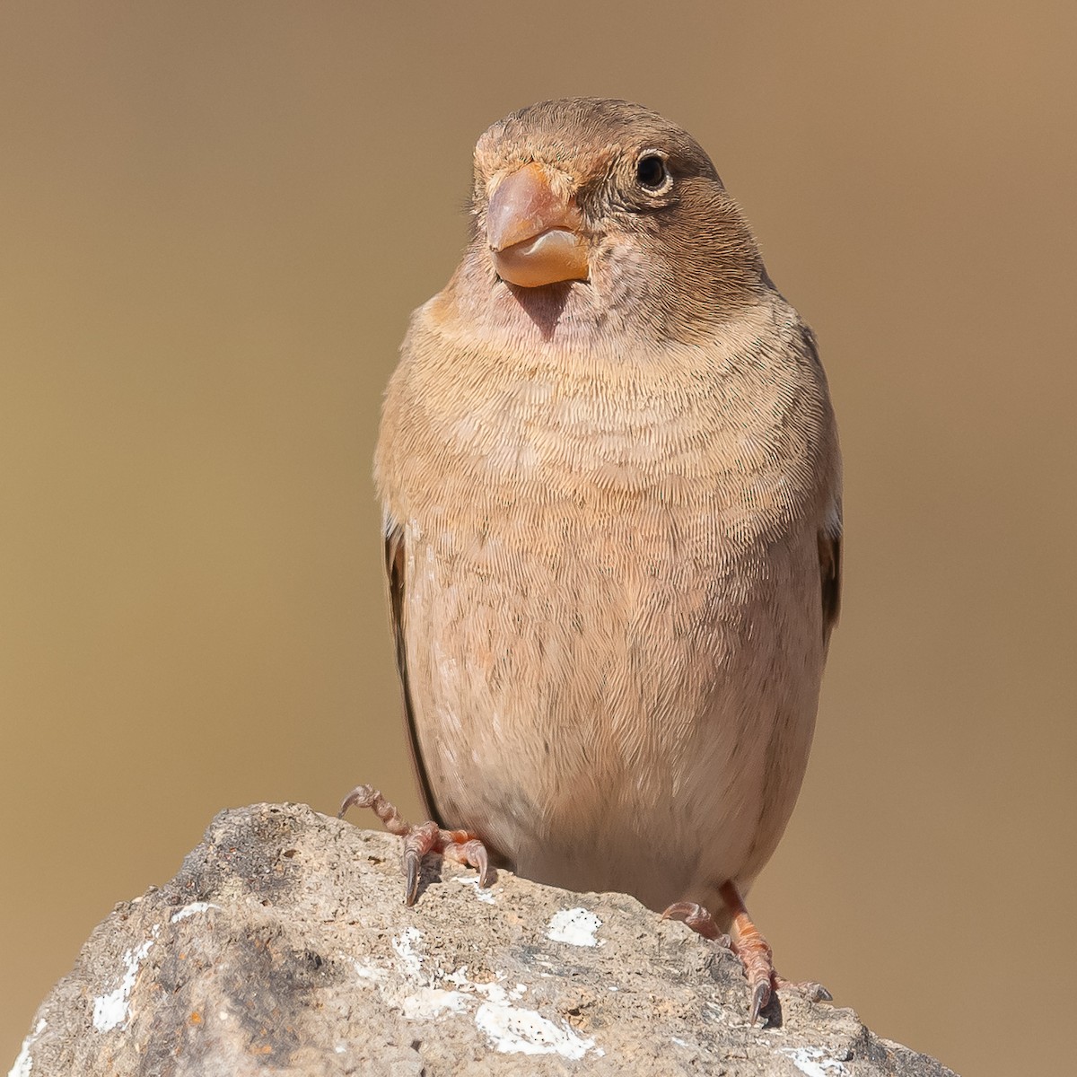 Trumpeter Finch - Jean-Louis  Carlo