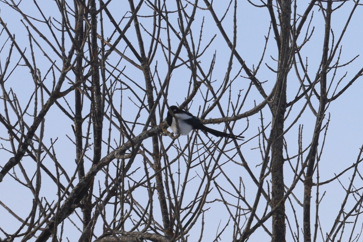 Black-billed Magpie - ML613606600