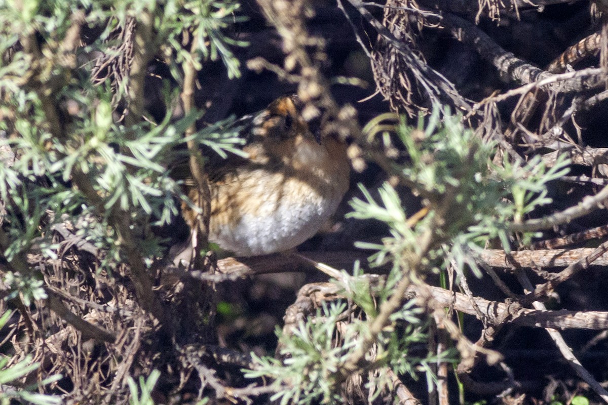 Nelson's Sparrow - Kir Pridatko