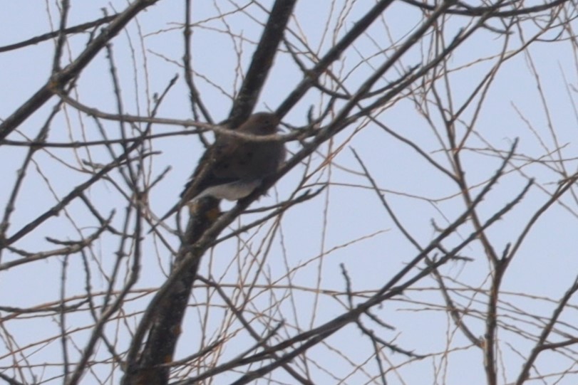 Mourning Dove - Trent Massey